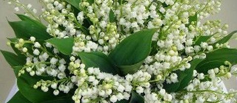 Forgotten flowers lily of the valley  a fascinating history  why  perfumers love it now  The Perfume Society